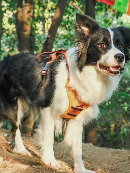 Harnais rétractable pour chiens avec poignée de sécurité - Confort et contrôle optimal